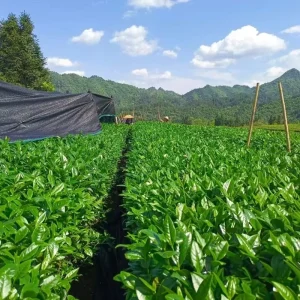 Chinese Green Tea Brands Chinese Matcha Tea Factory