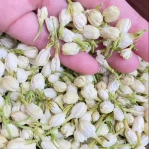 Dried Jasmine Buds Flower Whole Natural No Additive Caffeine Free Edible Floral Tea Ingredient for Baking Beverage OEM