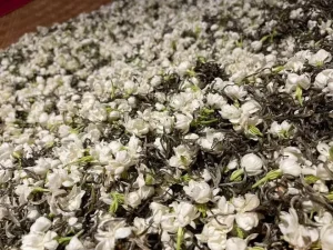 Extra Quality Jasmine Tea