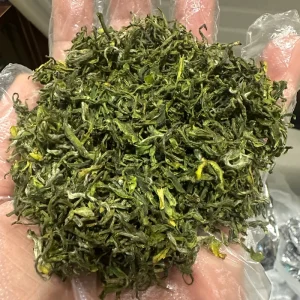 High Quality Green Tea Mingqian Laoshan Green Tea From Qingdao China Healthy Bulk Green Tea