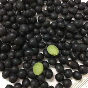 Non GMO Black Soybeans for Cooking Soy Milk
