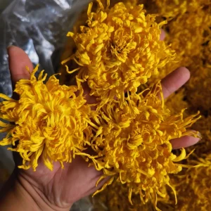 Organic Chrysanthemum Flower Handmade Yellow Royal Big Top Grade Sachet Pack Carefully Selected Blooming Flower Tea Custom Label
