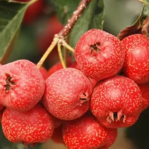 Organic Hawthorn Powder Extract Supports Digestion Cardiovascular Health Food Grade Sugar Free and Additive Free