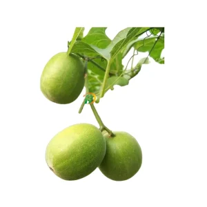Price Organic Monk Fruit Best Quality Food Sweetener Monk Fruit Natural Momordica Grosvenori