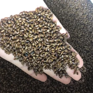 Roasted Cassia Seeds Cooked Barley Tea Flavor Ready to Brew Heat Clearing Bag MOQ OEM Support